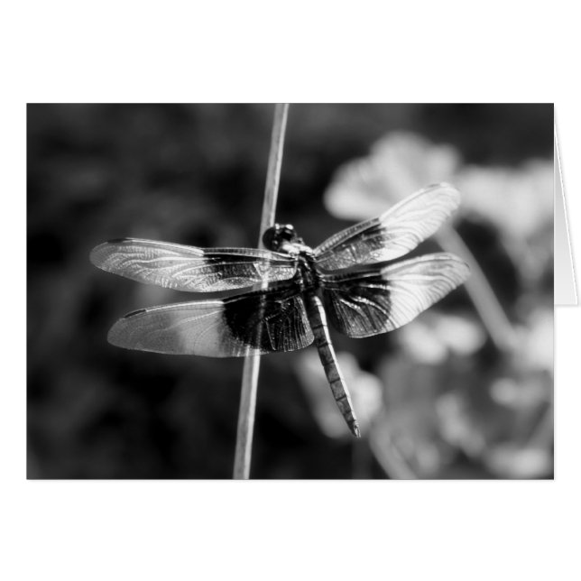 Photographie noire et blanche de libellule (Devant horizontal)
