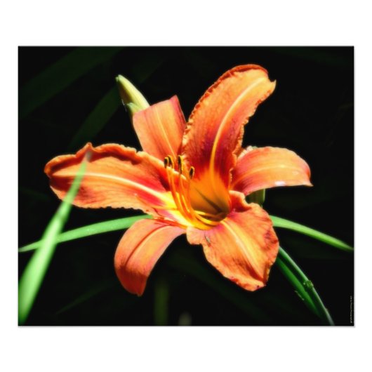 Photographie personnalisée Imprimer Orange Lilly (Devant)