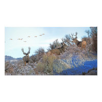 Photographie photoshop art de la faune