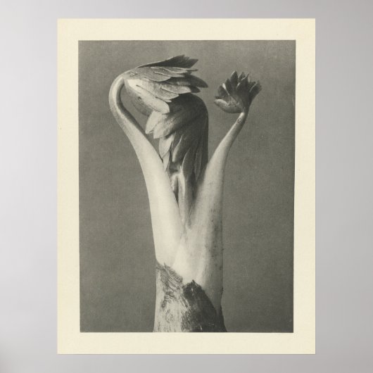 Photographie Plante vintage - Impression d'archive (Devant)