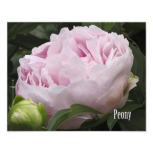 Photographie rose de pivoine