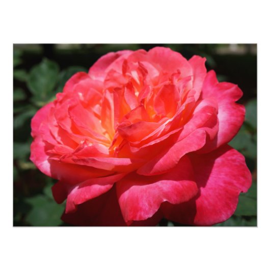 Photographie rose Gros rose Rose Rose Rose Floral (Devant)