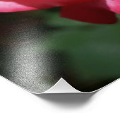 Photographie rose Gros rose Rose Rose Rose Floral (Coin)