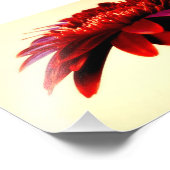 Photographie rouge Gerbera (Coin)