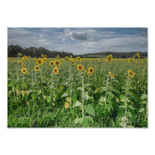 Photographie "Sunflower Heaven" (Devant)