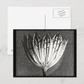 Photographie Vintage carte postale-Karl Blossfeldt (Devant / Derrière)