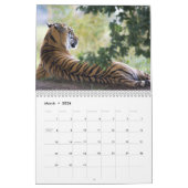 Photographies de tigres Calendrier 12 mois (Mar 2026)