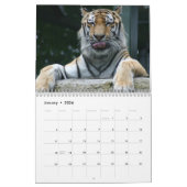 Photographies de tigres Calendrier 12 mois (Jan 2026)