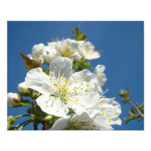 Photographies d'impressions de fleurs de cerisier
