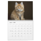 Photos de Chats & Chatons Calendrier 20XX (Mar 2027)
