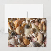 Photos de Coquillages Photographie Carte postale (Devant / Derrière)