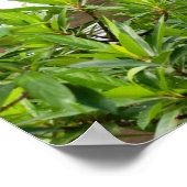 Photos de Voyage en Floride Posters (Coin)