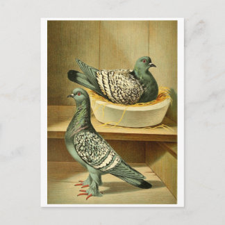 photos d'oiseaux cadeaux cartes postales en ligne 