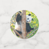 Photos Géantes Panda Confetti (Petit recto)