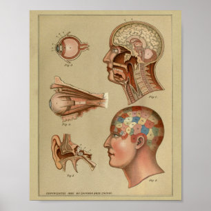 Phrenology Head Anatomy Print 