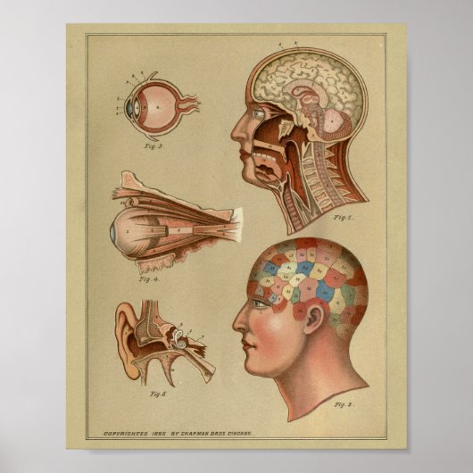 Phrenology Head Anatomy Print (Voorkant)