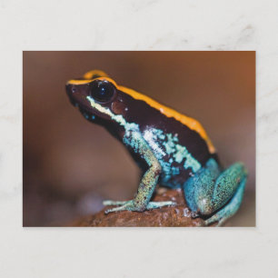 Phyllobates vittatus, een gifpijlkikker briefkaart