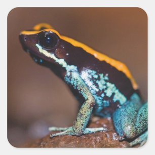 Phyllobates vittatus, een gifpijlkikker vierkante sticker