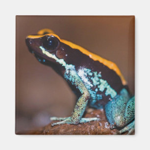 Phyllobates vittatus, een pijlgifkikker magneet