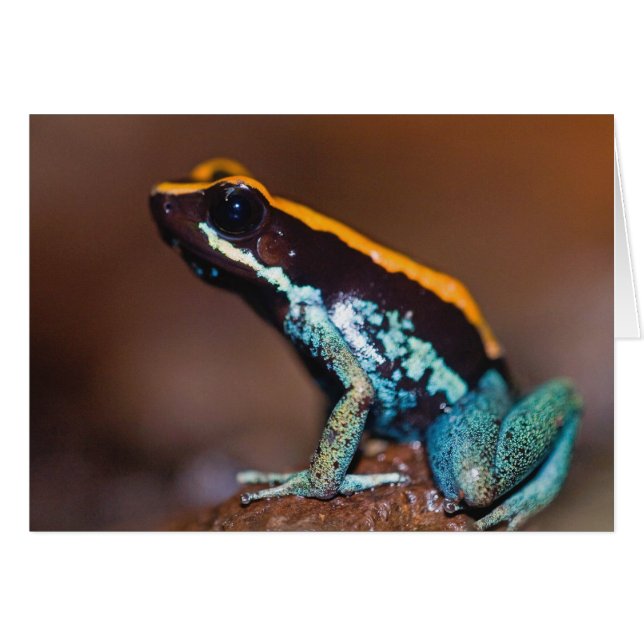 Phyllobates vittatus, une grenouille à flèche empo (Devant horizontal)