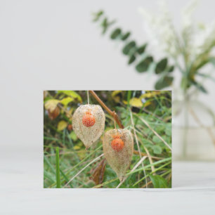 Physalis alkekengi briefkaart