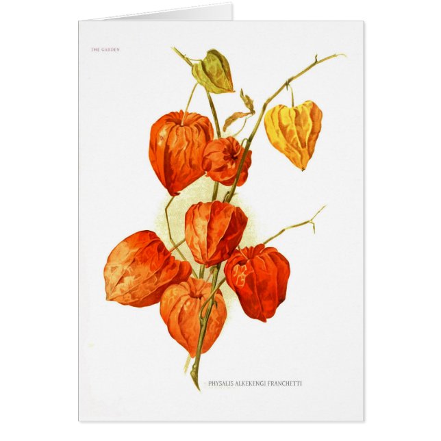 Physalis alkekengi franchetti (Voorkant)