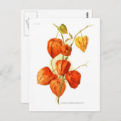 Physalis alkekengi franchetti briefkaart (Voorkant / Achterkant)