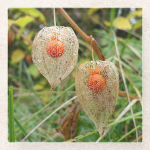 Physalis alkekengi glazen onderzetter