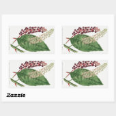 Phytolacca Decandra (American Pokeweed) (1806) Rechthoekige Sticker (Vel)