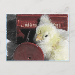 Piano Chick  foto bekijken Briefkaart