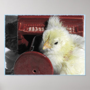 Piano Chick foto bekijken Poster