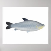 Piauçu Poster (Voorkant)