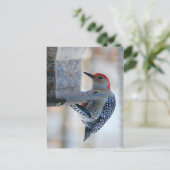 Pic à ventre rouge à la carte postale d'alimentati (Debout devant)