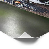 Pic-de-bois Impression photo (Coin)