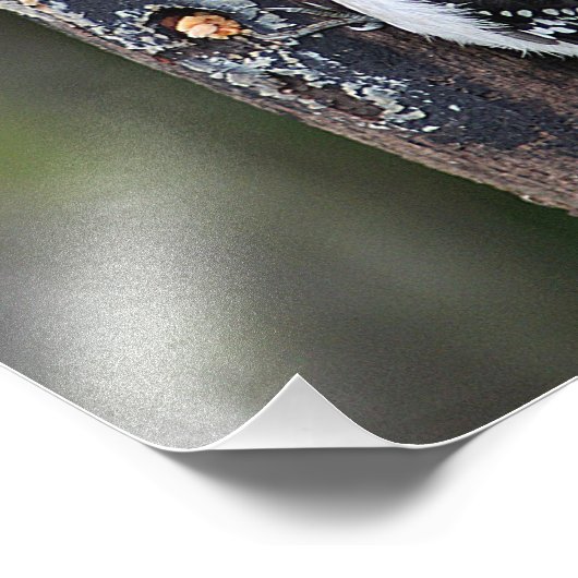 Pic-de-bois Impression photo (Coin)