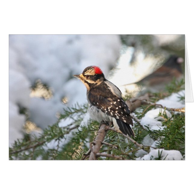 Pic Downy (Devant horizontal)