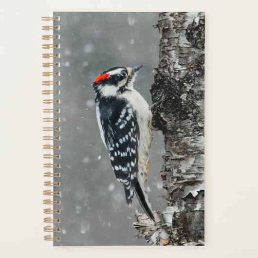 Pic Downy en neige - Photo originale (Devant)