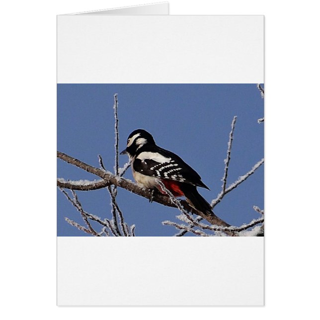 Pic joli tacheté (Devant)