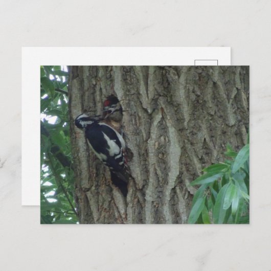 Pic mignon avec do-it-yourself carte postale (Devant / Derrière)