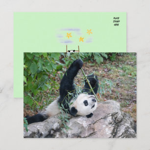 Pic of a Giant Panda Briefkaart