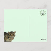 Pic of Clouded Leopard Cub Briefkaart (Achterkant)