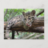 Pic of Clouded Leopard Cub Briefkaart (Voorkant)