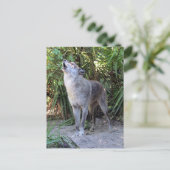 Pic of Howling Wolf Briefkaart (Staand voorkant)