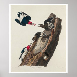 Pic roux par Audubon Poster