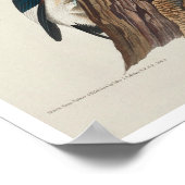 Pic roux par Audubon Poster (Coin)