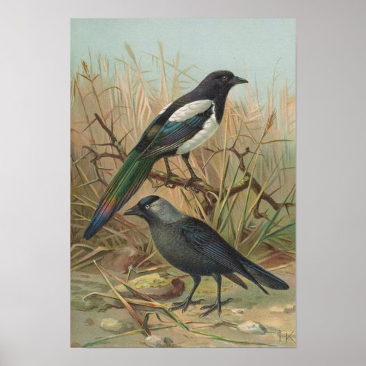 Pica pica, Lycus monedula Poster (Voorkant)