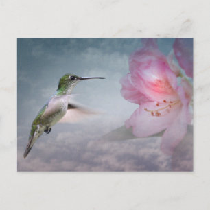 Picaflores-ansichtkaart Briefkaart