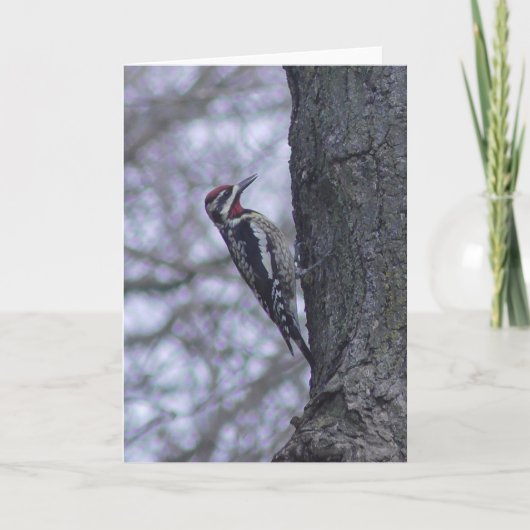 Pichet de Sapsucker à nuque rouge Carte vierge (Devant)