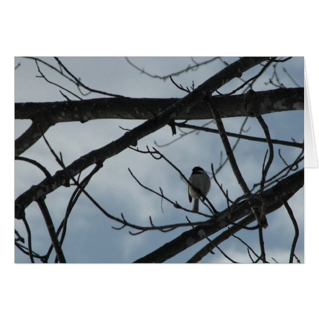 Pickadee (Devant horizontal)