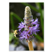 Pickerelweed en Bumblebee Foto Afdruk (Voorkant)